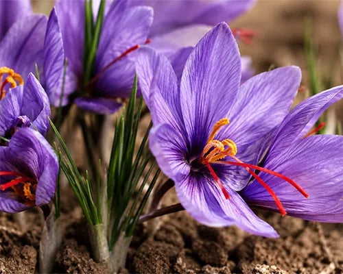 Purple saffron flowers