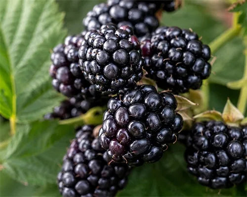 Blackcurrant berries on a plant