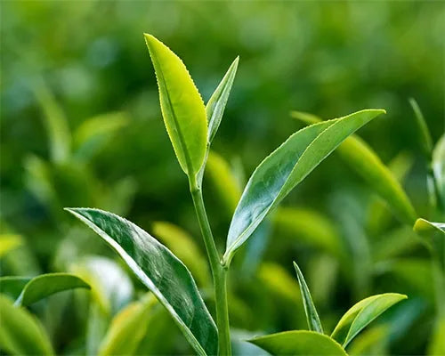 Green tea leaves for L-theanine