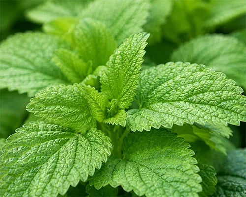 Fresh lemon balm leaves